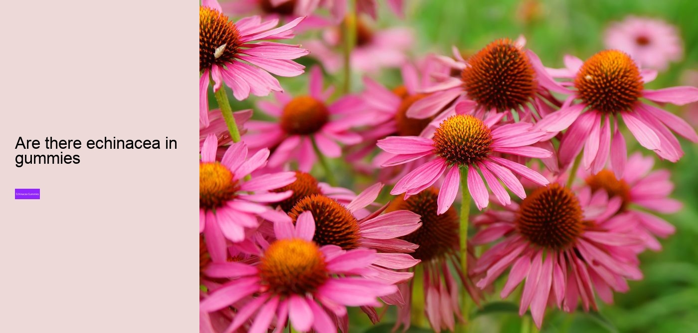 Is echinacea an anti-inflammatory?