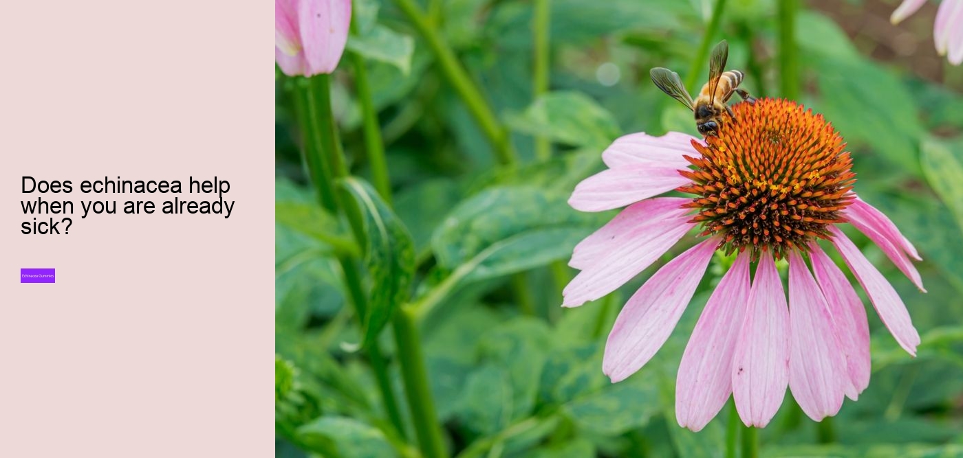 Does echinacea increase histamine?