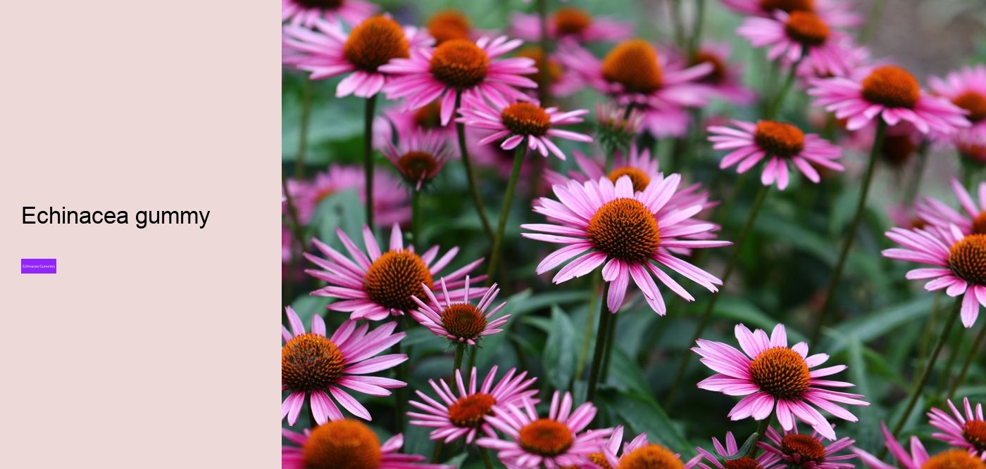 elderberry echinacea gummies