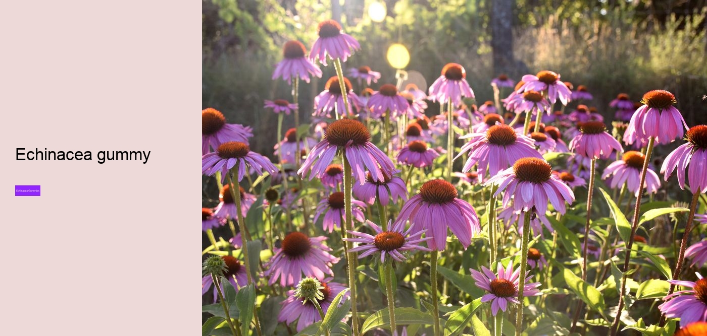 Who should not take echinacea?