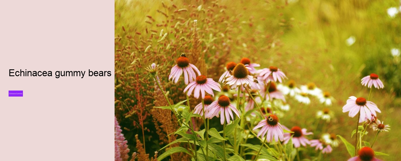 gummy echinacea bears