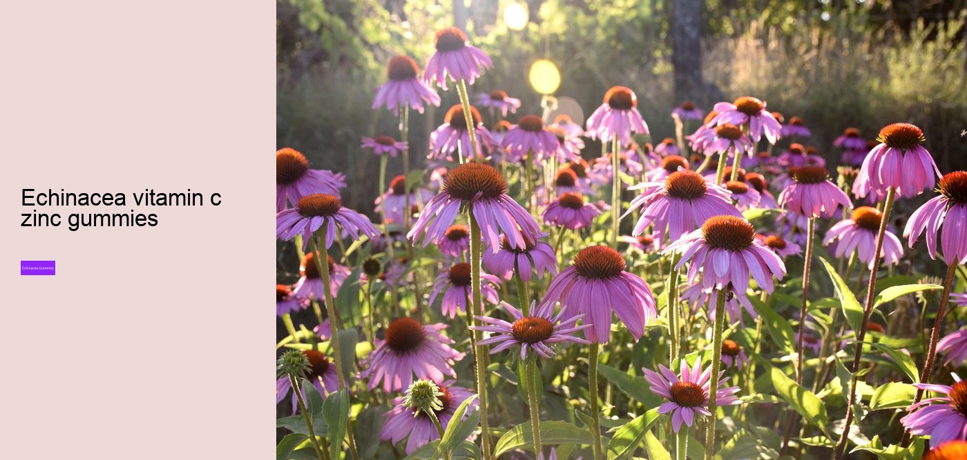 Does echinacea give you energy?