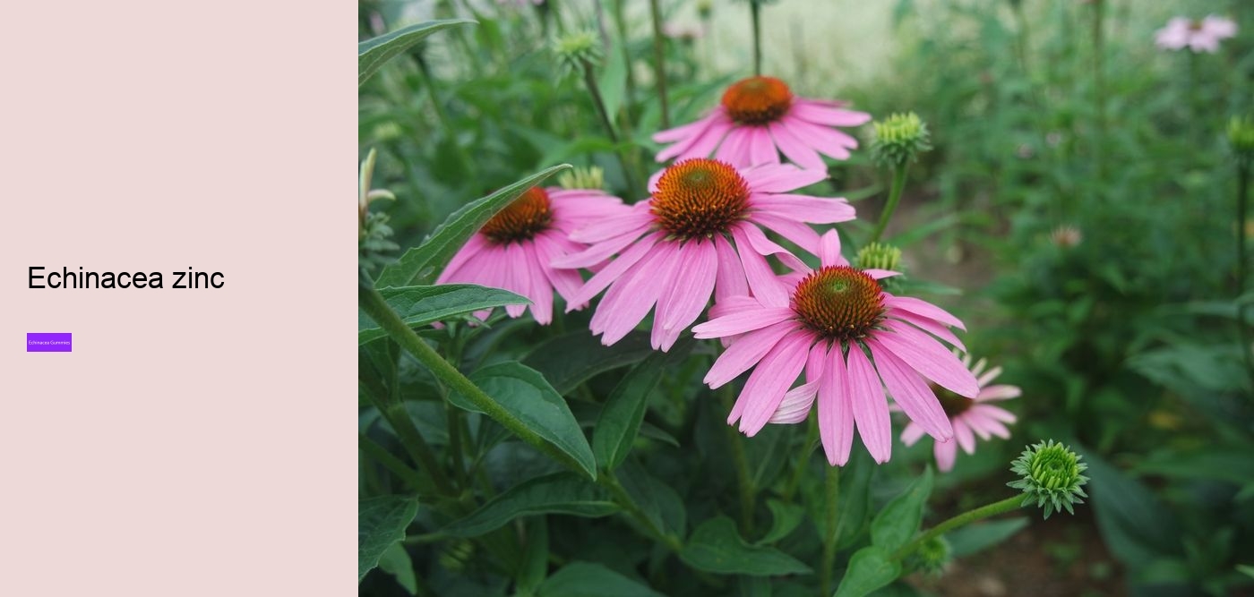 children's echinacea gummies