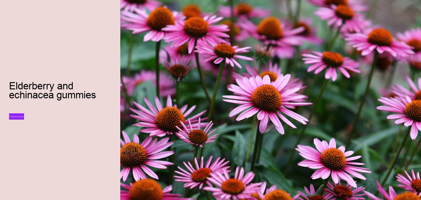 elderberry gummies with zinc and echinacea