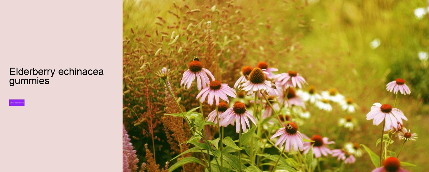 zinc and echinacea gummies