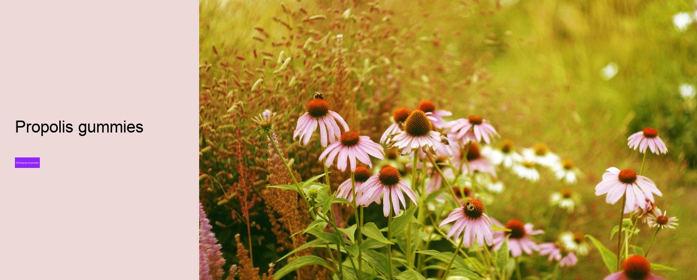 Is echinacea an antibiotic?