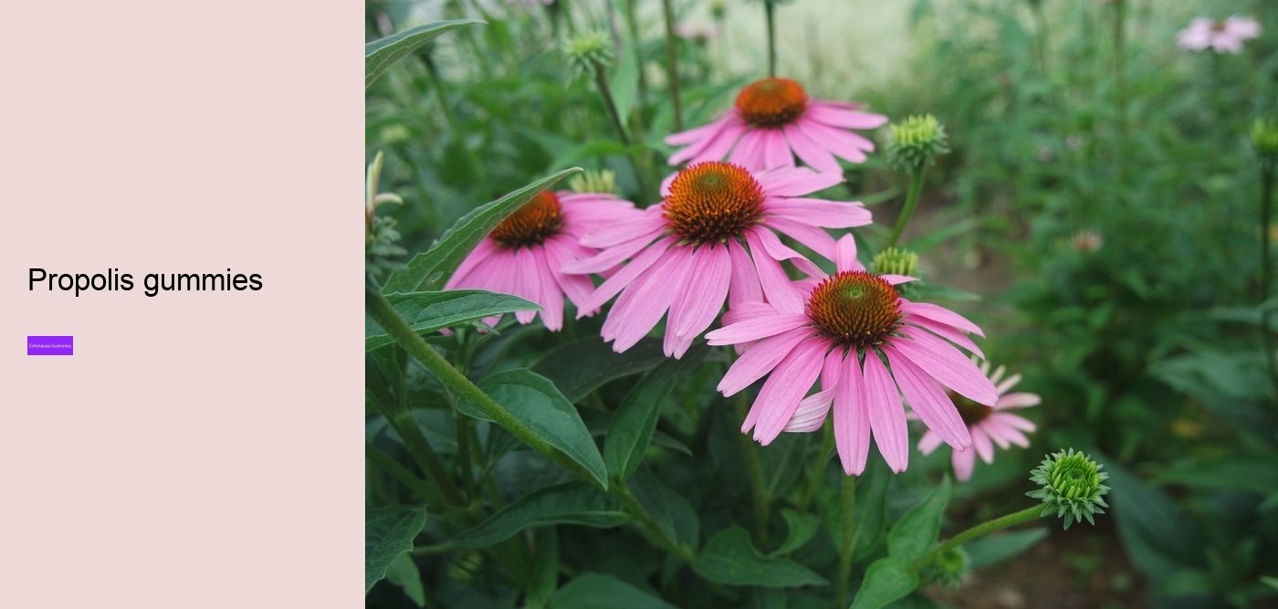 elderberry gummies with echinacea