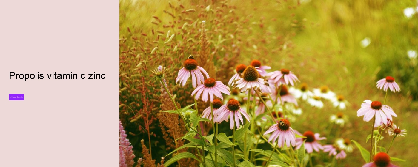 echinacea vitamin c zinc gummies