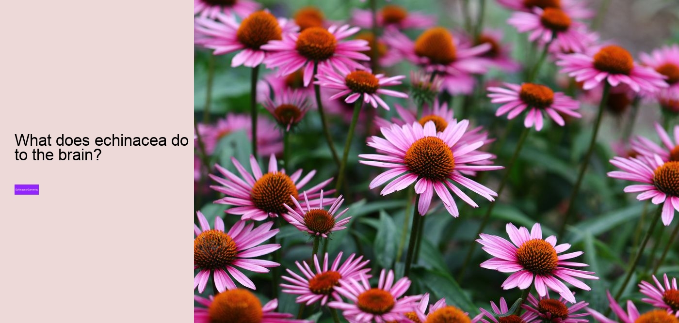 What does vitamin C echinacea do for you?