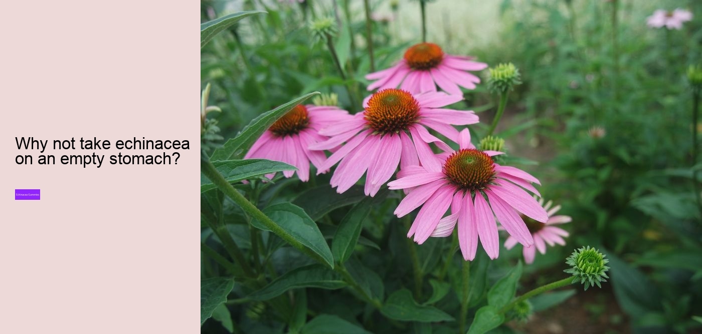 What to avoid when taking echinacea?