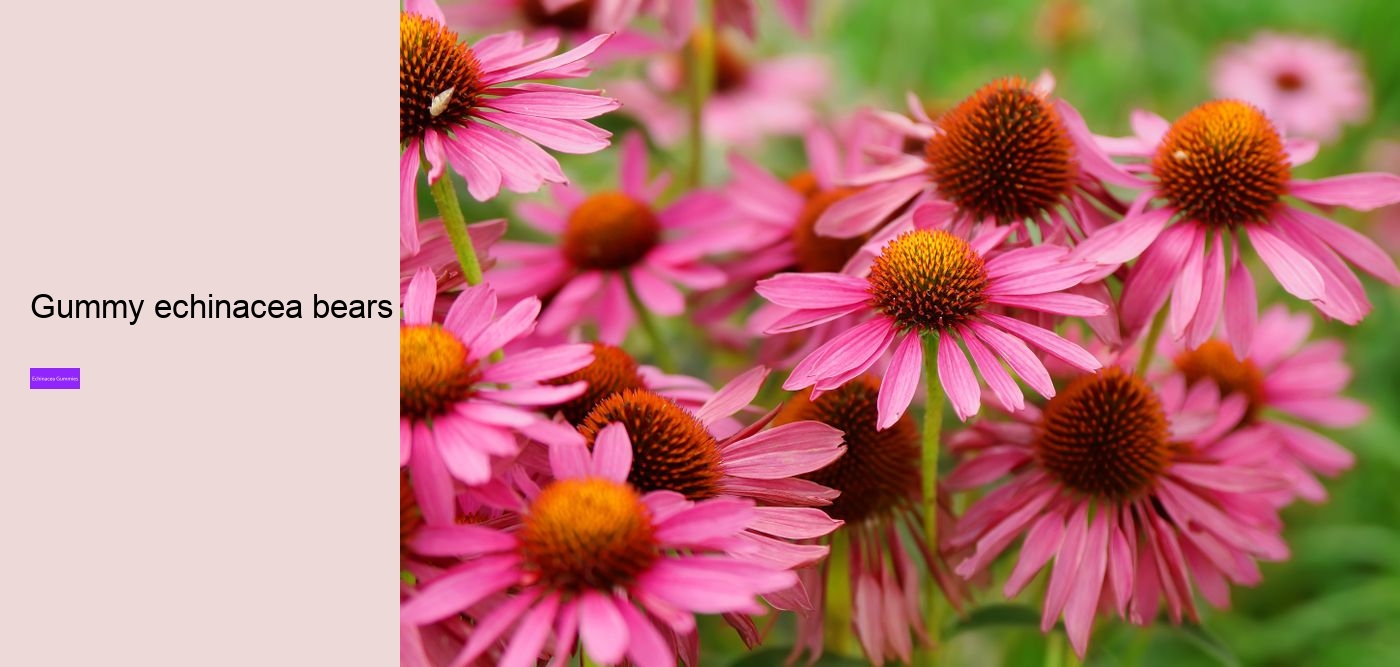 children's echinacea