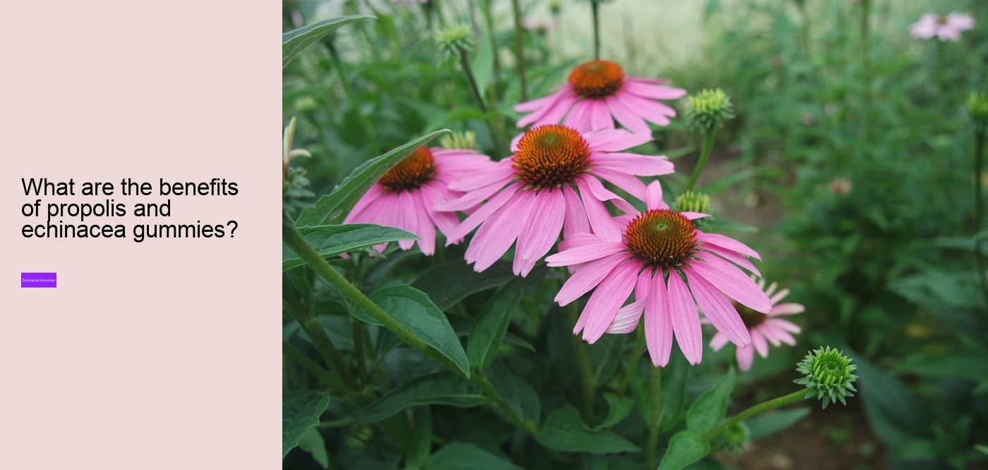 kids echinacea gummy