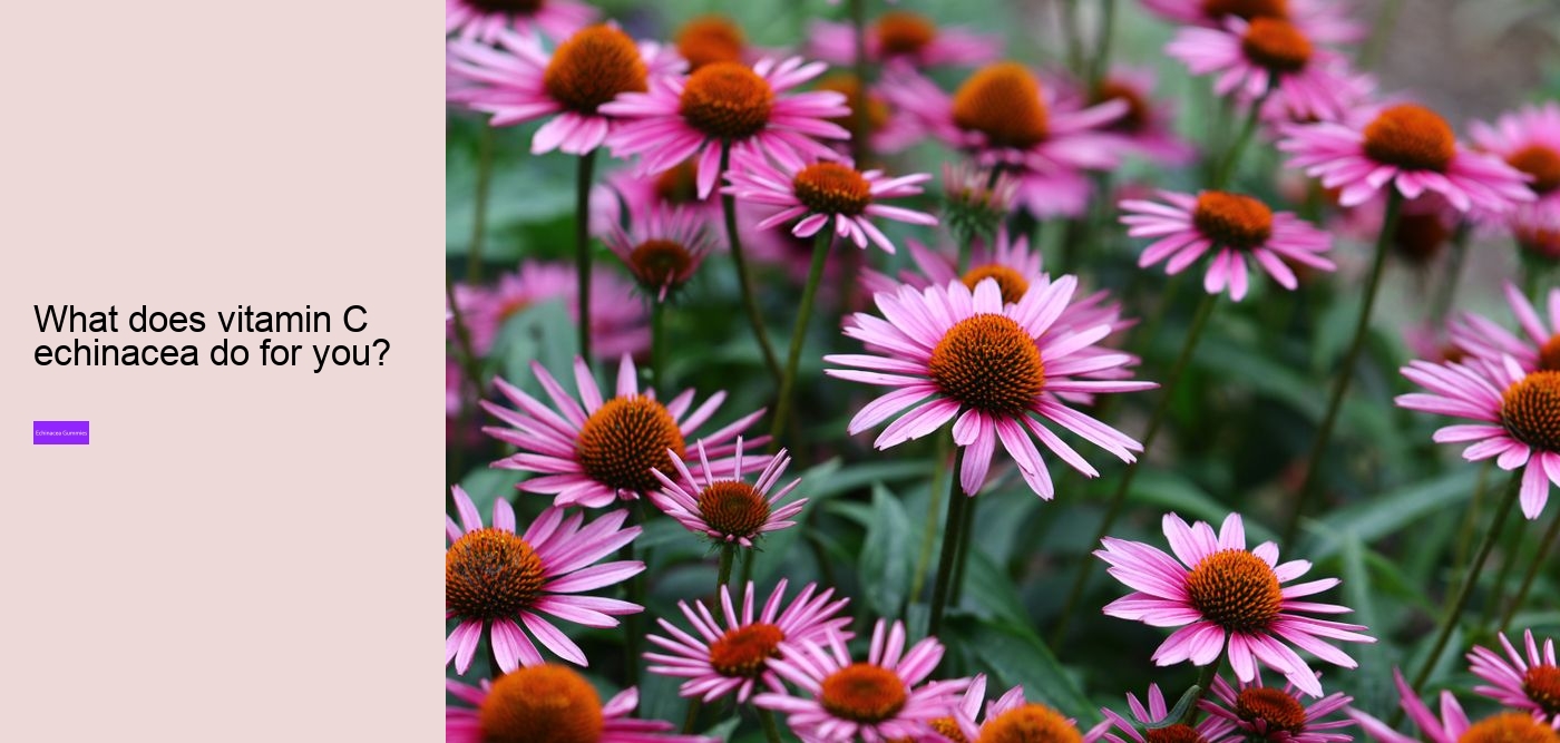 Does echinacea cleanse your body?