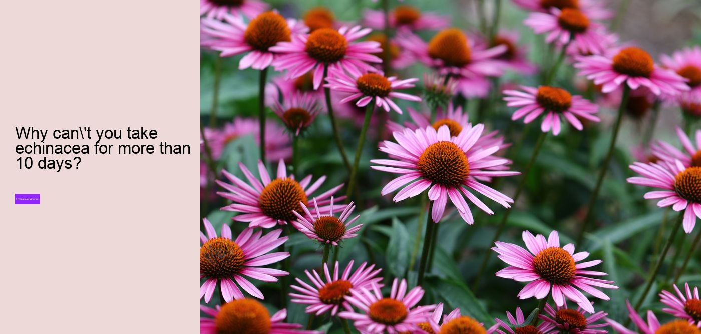 Why should you not take echinacea everyday?
