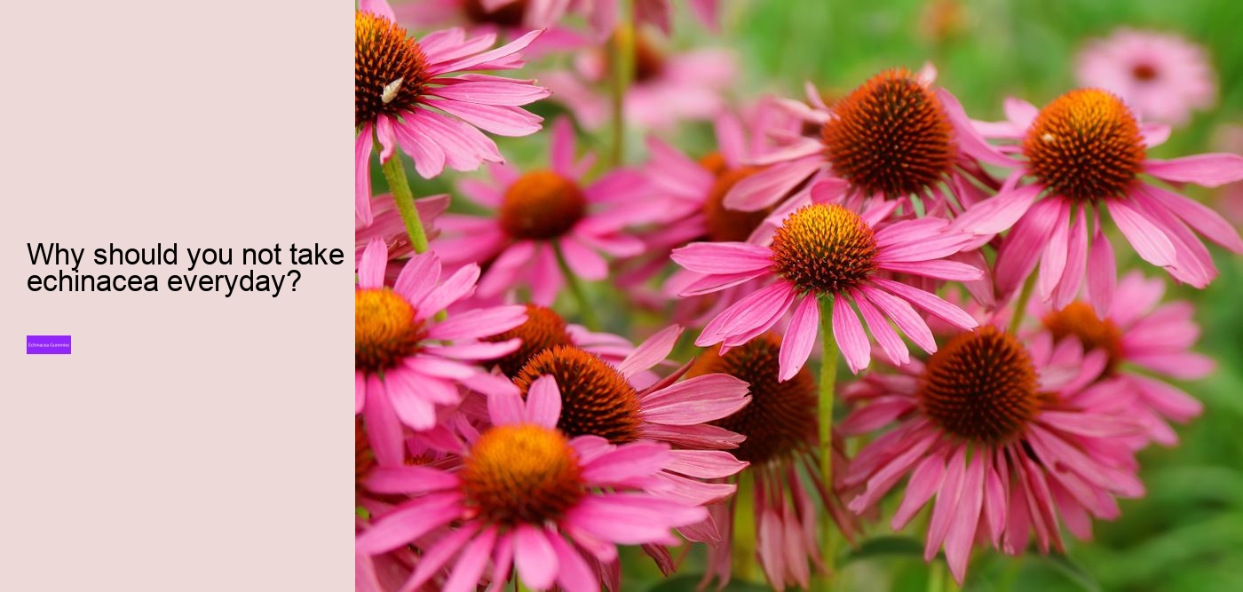 Who should not take echinacea?