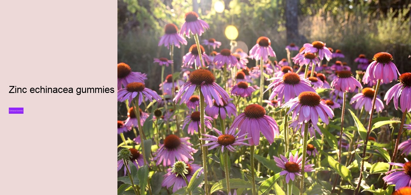 echinacea for kids